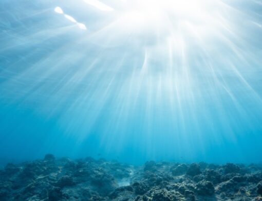 A Estratégia do Oceano Azul: como se destacar em um nicho concorrido?